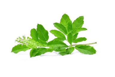 Tulsi