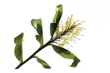 Spiked Ginger Lily
