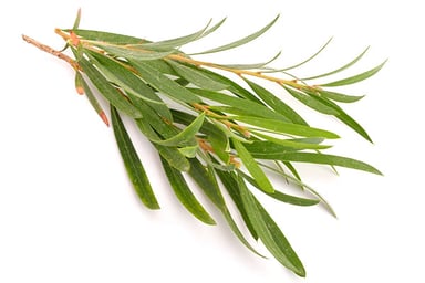 Tea Tree