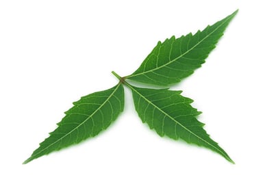 Neem